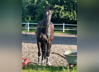 Mecklenburger Warmblut, Wallach, 10 Jahre, 178 cm, Rappe