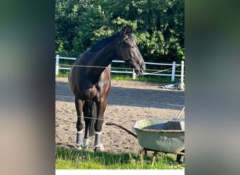 Mecklenburger Warmblut, Wallach, 10 Jahre, 178 cm, Rappe