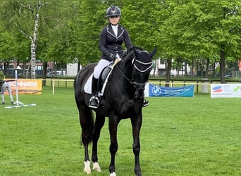 Mecklenburger Warmblut, Wallach, 10 Jahre, 178 cm, Rappe