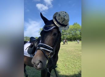 Mecklenburger Warmblut, Wallach, 10 Jahre, Schwarzbrauner