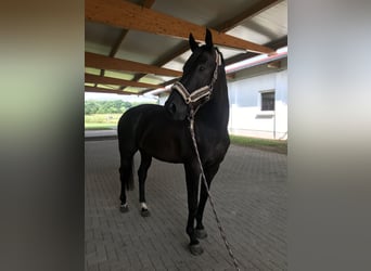 Mecklenburger Warmblut, Wallach, 11 Jahre, 165 cm, Schwarzbrauner