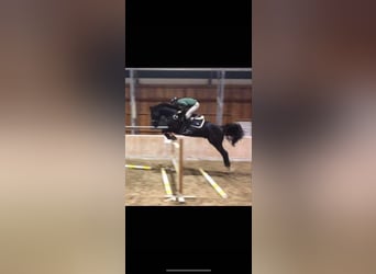 Mecklenburger Warmblut, Wallach, 11 Jahre, 166 cm, Rappe