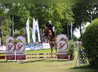 Mecklenburger Warmblut, Wallach, 11 Jahre, 172 cm, Brauner