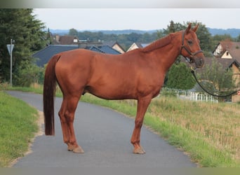 Mecklenburger Warmblut, Wallach, 12 Jahre, 167 cm, Dunkelfuchs