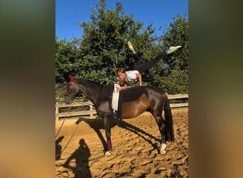 Mecklenburger Warmblut, Wallach, 12 Jahre, 170 cm, Dunkelbrauner