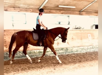 Mecklenburger Warmblut, Wallach, 12 Jahre, 172 cm, Fuchs
