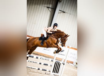 Mecklenburger Warmblut, Wallach, 12 Jahre, 175 cm, Fuchs