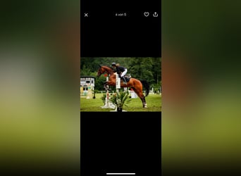 Mecklenburger Warmblut, Wallach, 12 Jahre, 176 cm, Brauner