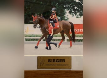 Mecklenburger Warmblut, Wallach, 12 Jahre, 176 cm, Dunkelfuchs