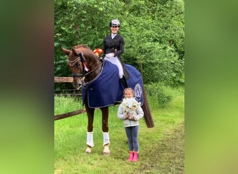 Mecklenburger Warmblut, Wallach, 12 Jahre, 176 cm, Dunkelfuchs