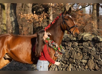 Mecklenburger Warmblut, Wallach, 12 Jahre, 178 cm, Brauner