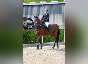 Mecklenburger Warmblut, Wallach, 12 Jahre, 178 cm, Brauner