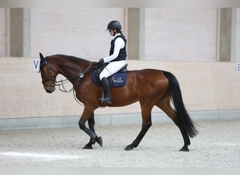 Mecklenburger Warmblut, Wallach, 12 Jahre, 178 cm, Brauner