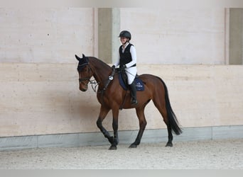 Mecklenburger Warmblut, Wallach, 12 Jahre, 178 cm, Brauner