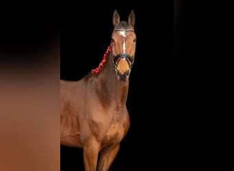 Mecklenburger Warmblut, Wallach, 12 Jahre, 178 cm, Brauner