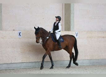 Mecklenburger Warmblut, Wallach, 12 Jahre, 178 cm, Brauner