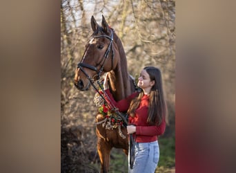 Mecklenburger Warmblut, Wallach, 12 Jahre, 178 cm, Brauner