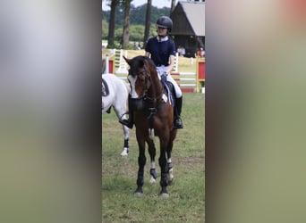 Mecklenburger Warmblut, Wallach, 13 Jahre, 163 cm