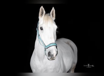 Mecklenburger Warmblut, Wallach, 13 Jahre, 170 cm, Apfelschimmel