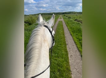 Mecklenburger Warmblut, Wallach, 13 Jahre, 170 cm, Apfelschimmel