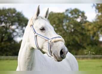 Mecklenburger Warmblut, Wallach, 13 Jahre, 170 cm, Apfelschimmel