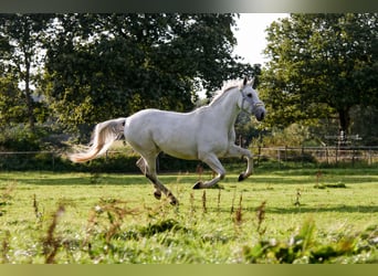 Mecklenburger Warmblut, Wallach, 13 Jahre, 170 cm, Apfelschimmel