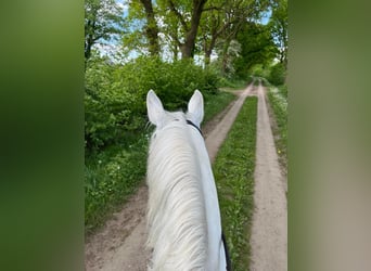 Mecklenburger Warmblut, Wallach, 13 Jahre, 170 cm, Apfelschimmel