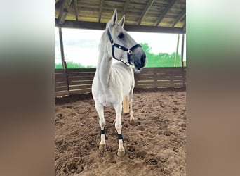 Mecklenburger Warmblut, Wallach, 13 Jahre, 170 cm, Apfelschimmel