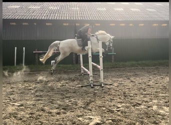 Mecklenburger Warmblut, Wallach, 13 Jahre, 170 cm, Apfelschimmel