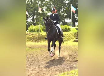 Mecklenburger Warmblut, Wallach, 13 Jahre, 172 cm, Rappe