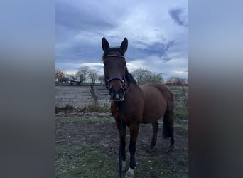 Mecklenburger Warmblut, Wallach, 14 Jahre, 164 cm, Brauner