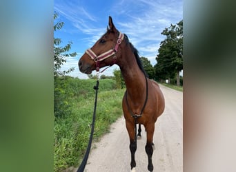 Mecklenburger Warmblut, Wallach, 14 Jahre, 164 cm, Brauner
