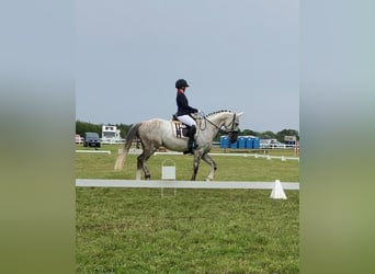Mecklenburger Warmblut, Wallach, 14 Jahre, 165 cm, Schimmel