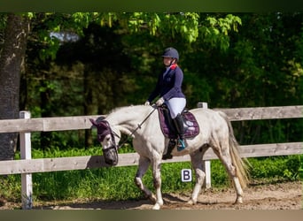 Mecklenburger Warmblut, Wallach, 14 Jahre, 165 cm, Schimmel