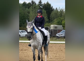 Mecklenburger Warmblut, Wallach, 14 Jahre, 165 cm, Schimmel
