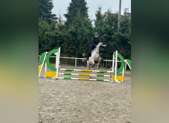 Mecklenburger Warmblut, Wallach, 14 Jahre, 165 cm, Schimmel