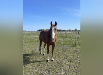 Mecklenburger Warmblut, Wallach, 14 Jahre, 167 cm, Rotfuchs