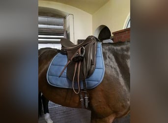Mecklenburger Warmblut, Wallach, 14 Jahre, 169 cm, Dunkelbrauner