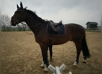 Mecklenburger Warmblut, Wallach, 14 Jahre, 169 cm, Dunkelbrauner