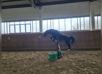 Mecklenburger Warmblut, Wallach, 14 Jahre, 169 cm, Dunkelbrauner