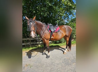 Mecklenburger Warmblut, Wallach, 14 Jahre, 169 cm, Dunkelbrauner