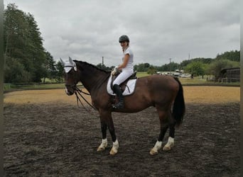Mecklenburger Warmblut, Wallach, 14 Jahre, 169 cm, Dunkelbrauner