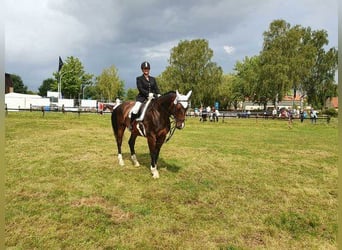 Mecklenburger Warmblut, Wallach, 14 Jahre, 169 cm, Dunkelbrauner