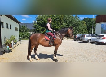 Mecklenburger Warmblut, Wallach, 14 Jahre, 169 cm, Dunkelbrauner