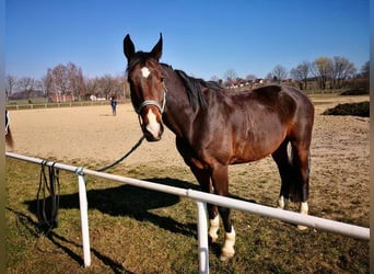 Mecklenburger Warmblut, Wallach, 14 Jahre, 169 cm, Dunkelbrauner