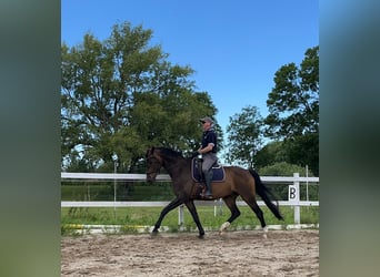 Mecklenburger Warmblut, Wallach, 14 Jahre, 170 cm, Brauner