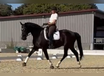 Mecklenburger Warmblut, Wallach, 15 Jahre, 175 cm, Rappe