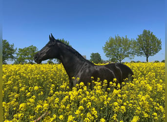 Mecklenburger Warmblut, Wallach, 15 Jahre, 175 cm, Rappe