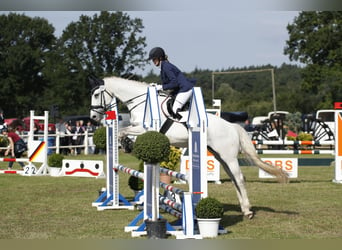 Mecklenburger Warmblut, Wallach, 15 Jahre, Schimmel