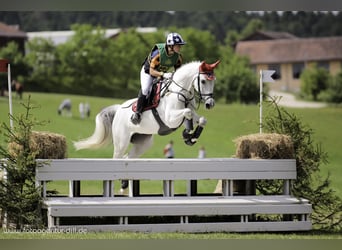 Mecklenburger Warmblut, Wallach, 16 Jahre, 165 cm, Apfelschimmel